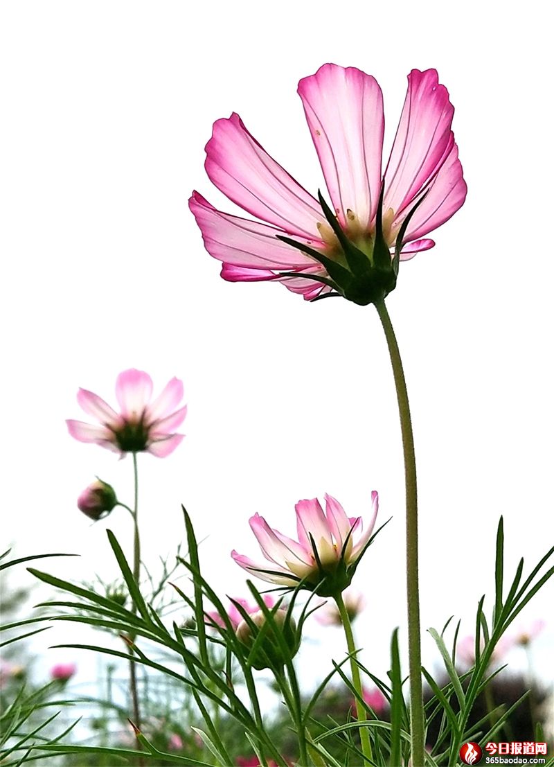 格桑花4 (1).jpg