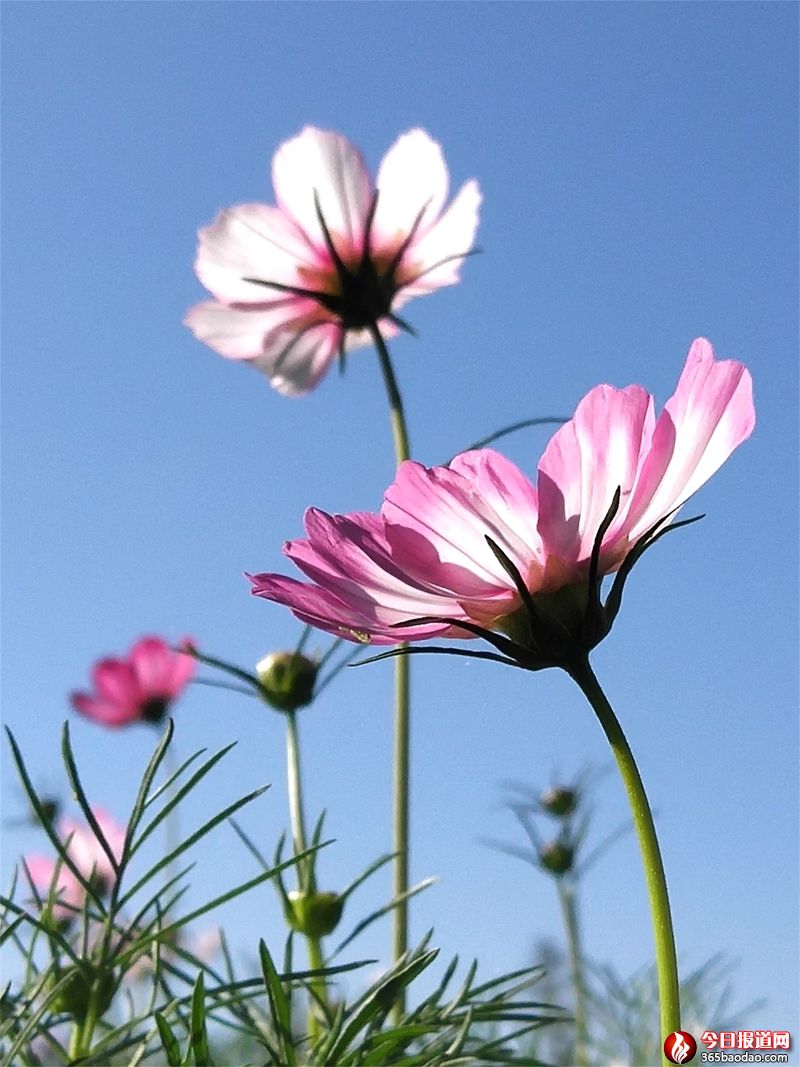 格桑花 (1).jpg