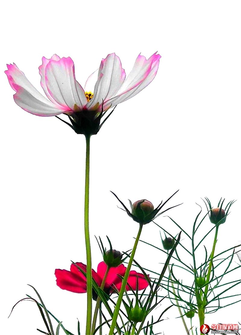 格桑花0 (1).jpg